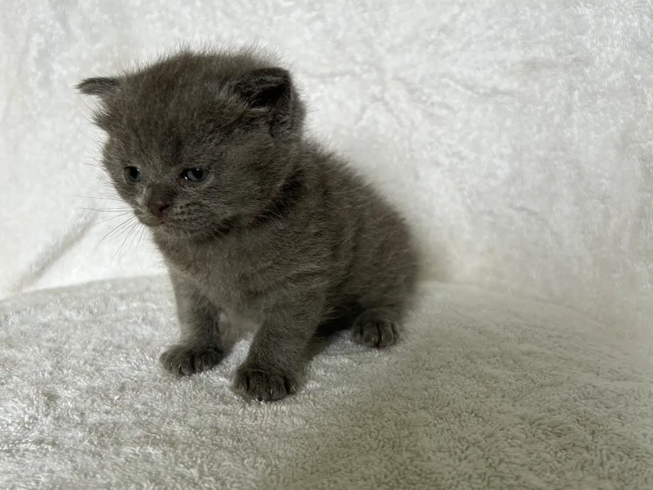 Billede 1 - British shorthair killinger sælges
