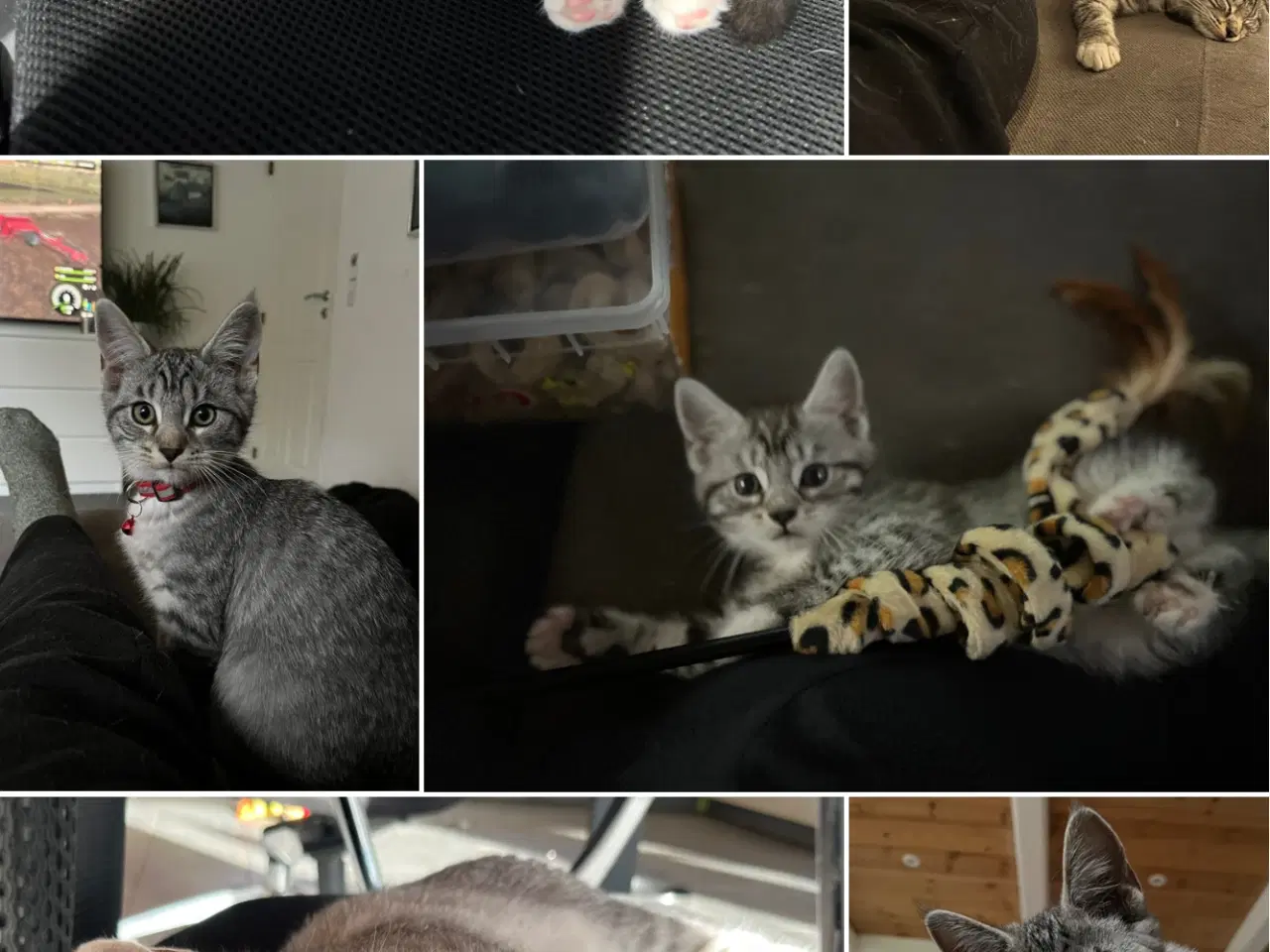 Billede 11 - Maine Coon blandning 