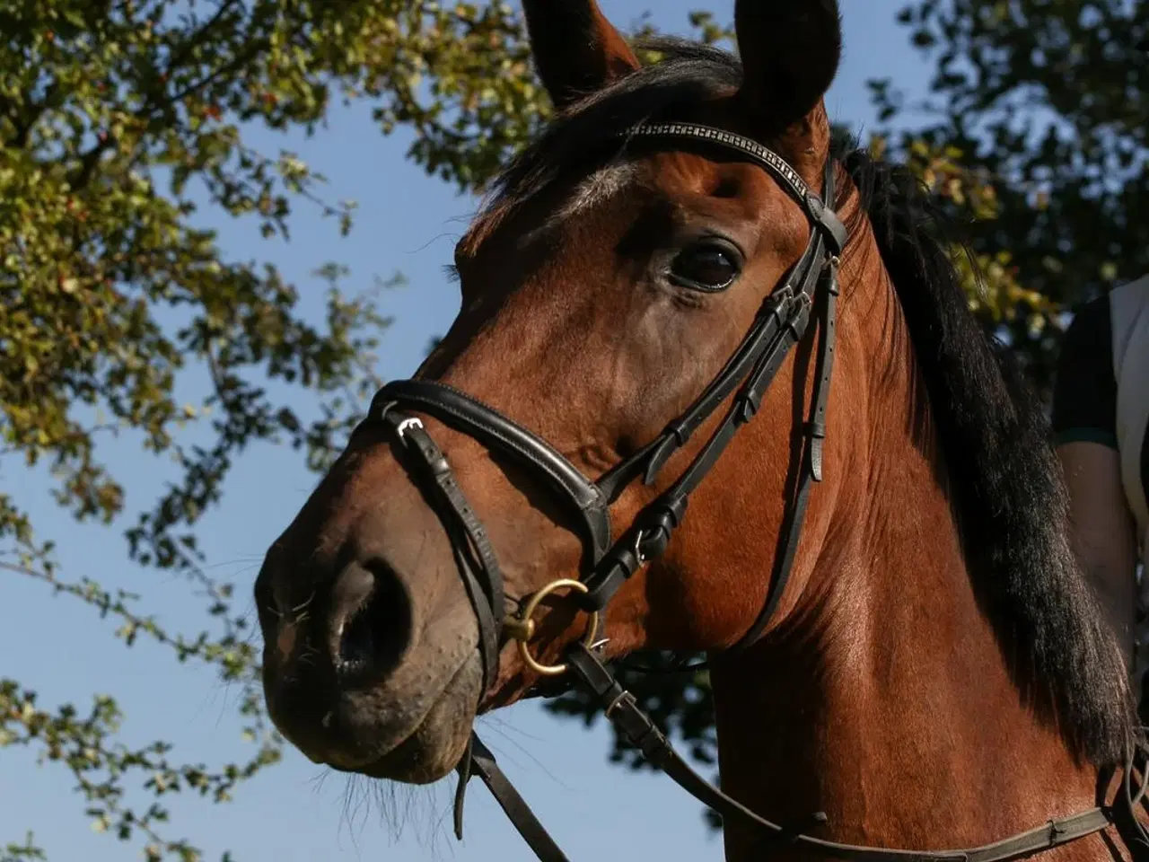 Billede 5 - Traver, hoppe, 14 år, 168 cm