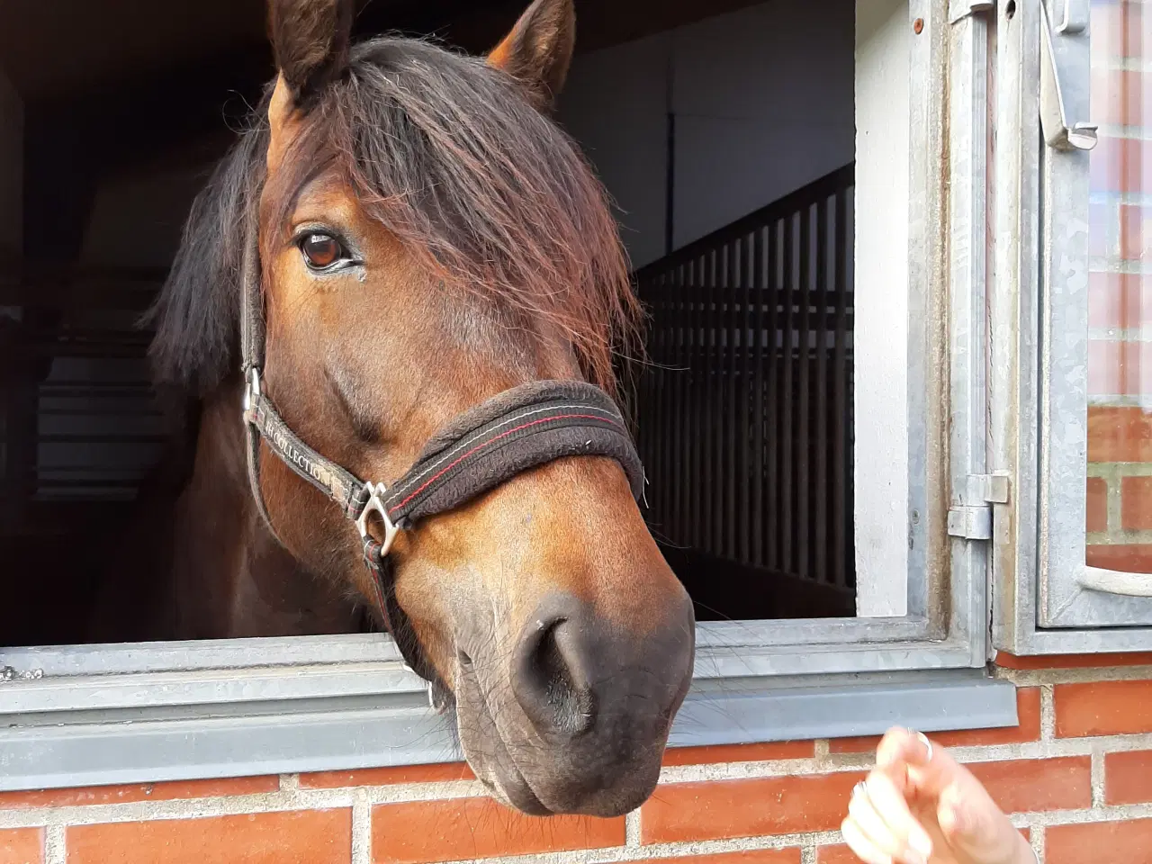 Billede 2 - Dejlig hest