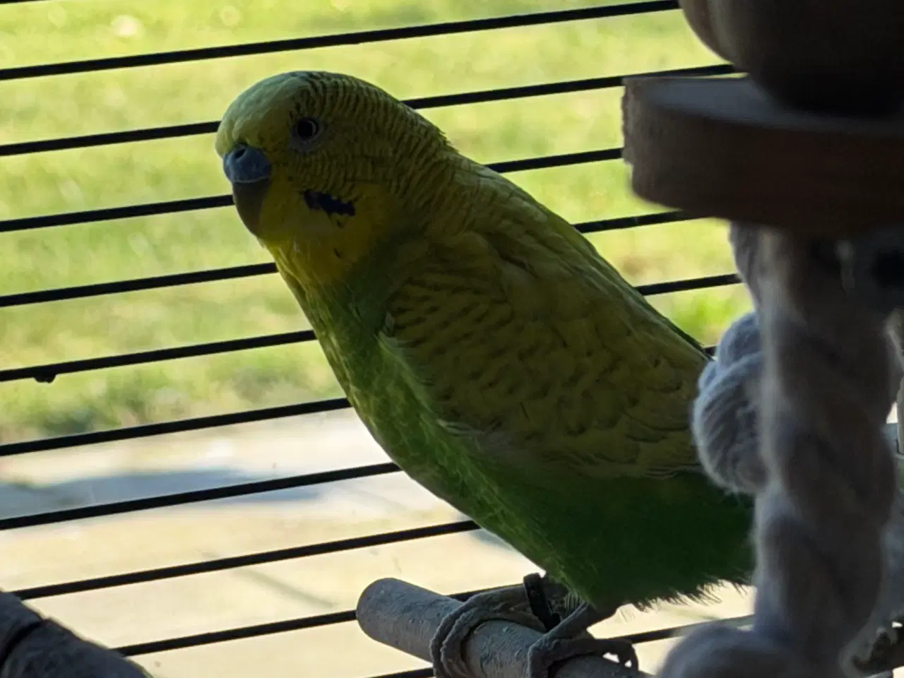 Billede 2 - Gratis fugl bortgives 🦜