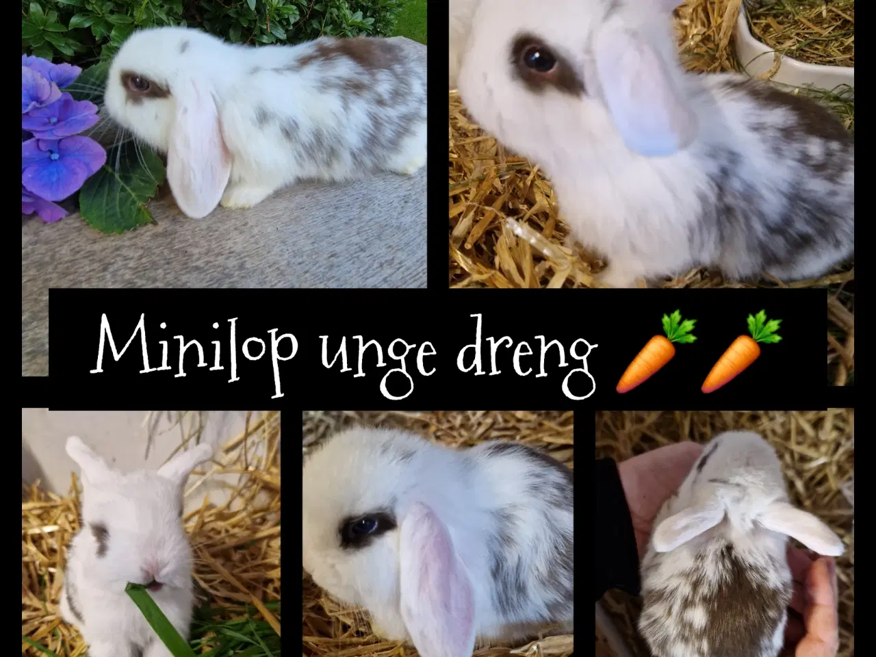 Billede 1 - Minilop unge 