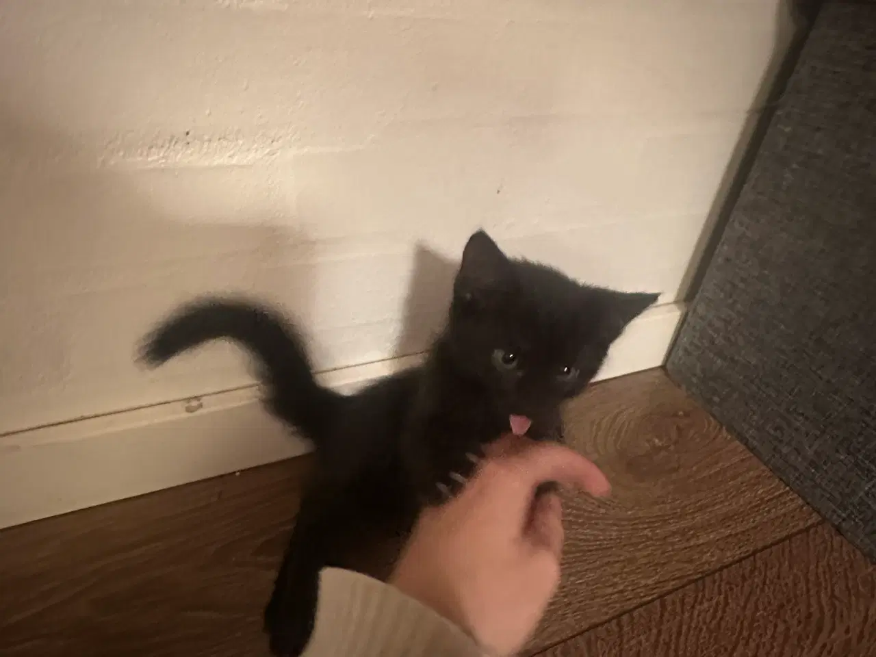 Billede 3 - Norsk skovkat killinger