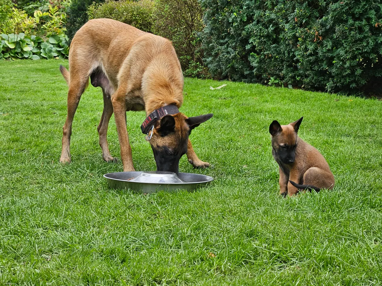 Billede 8 - Belgisk Malinois - Hvalpe - med stamtavle