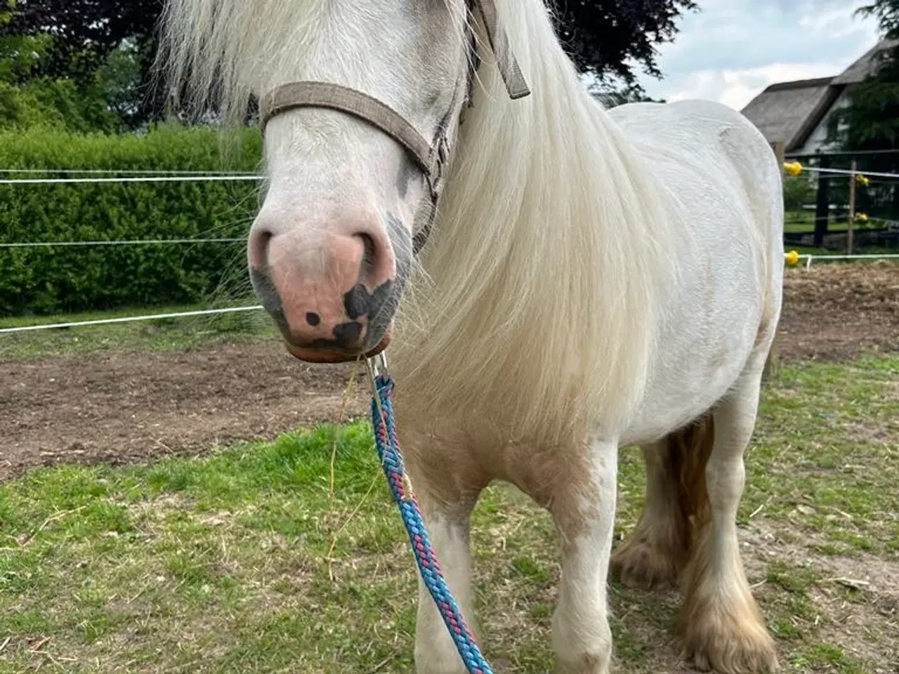 Billede 2 - Irish Cob - Tinker hoppe - 2 år