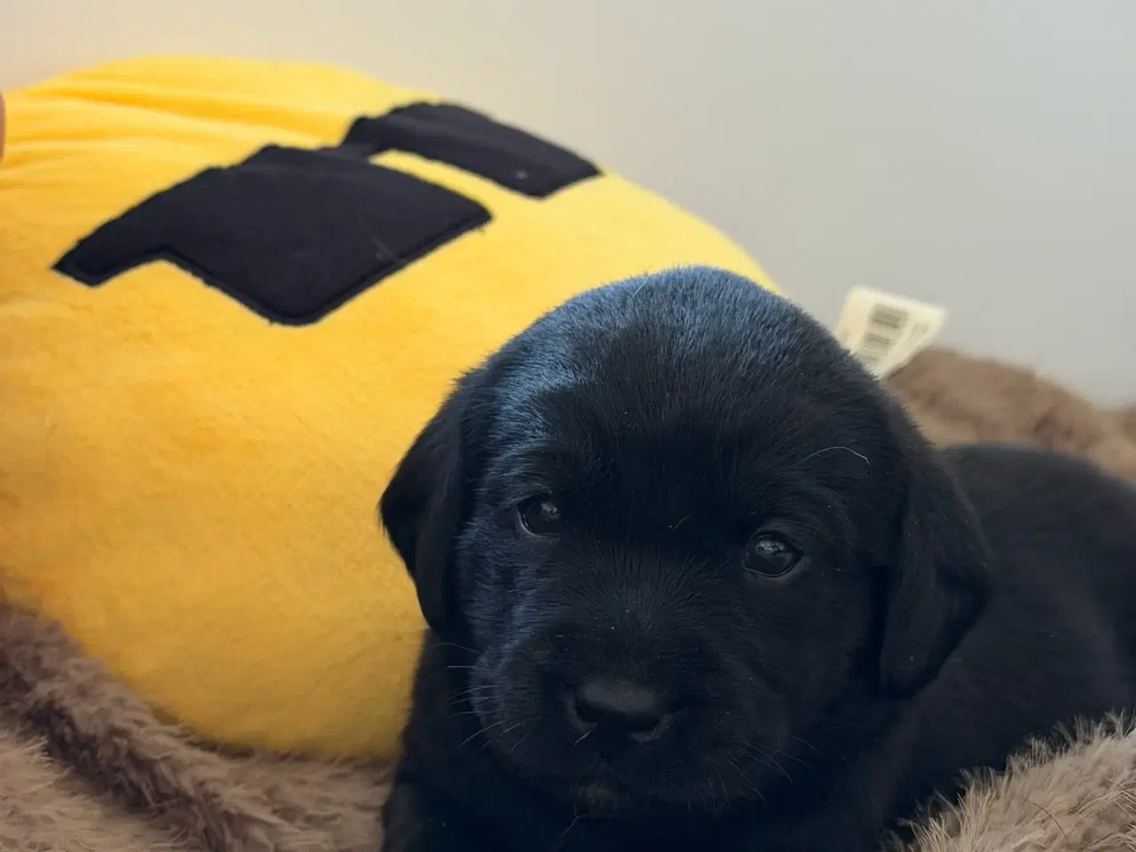 Billede 3 - Sort Han hvalp