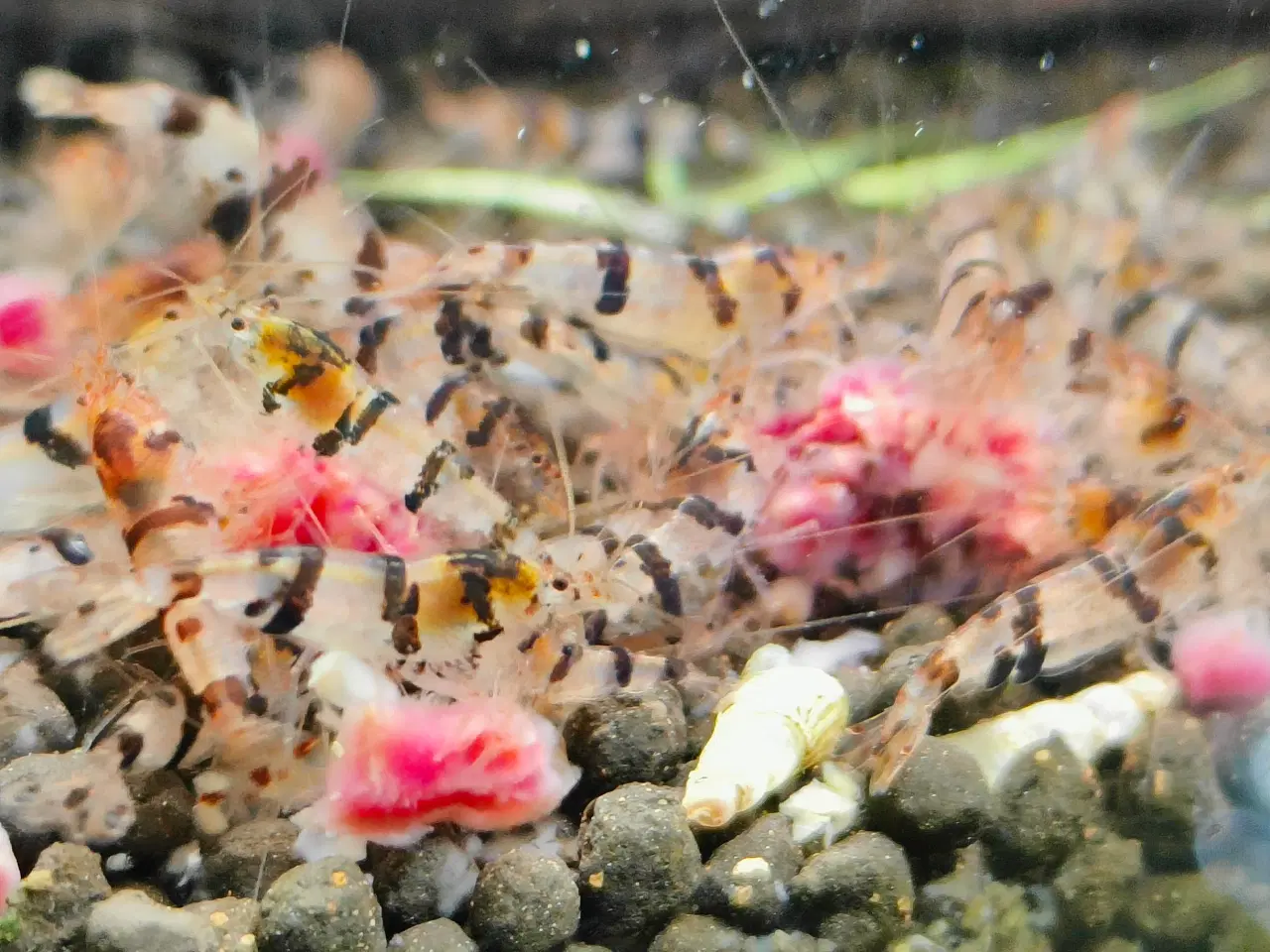 Billede 2 - caridina racoon tiger rejer