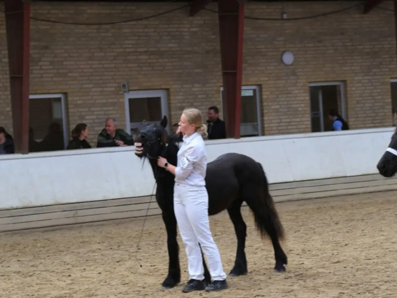 Billede 10 - 1 års fell hingst 
