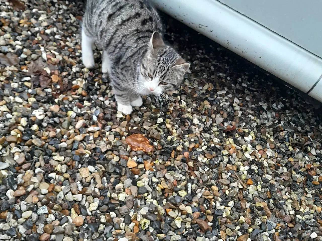 Billede 6 - Land kattekillinger