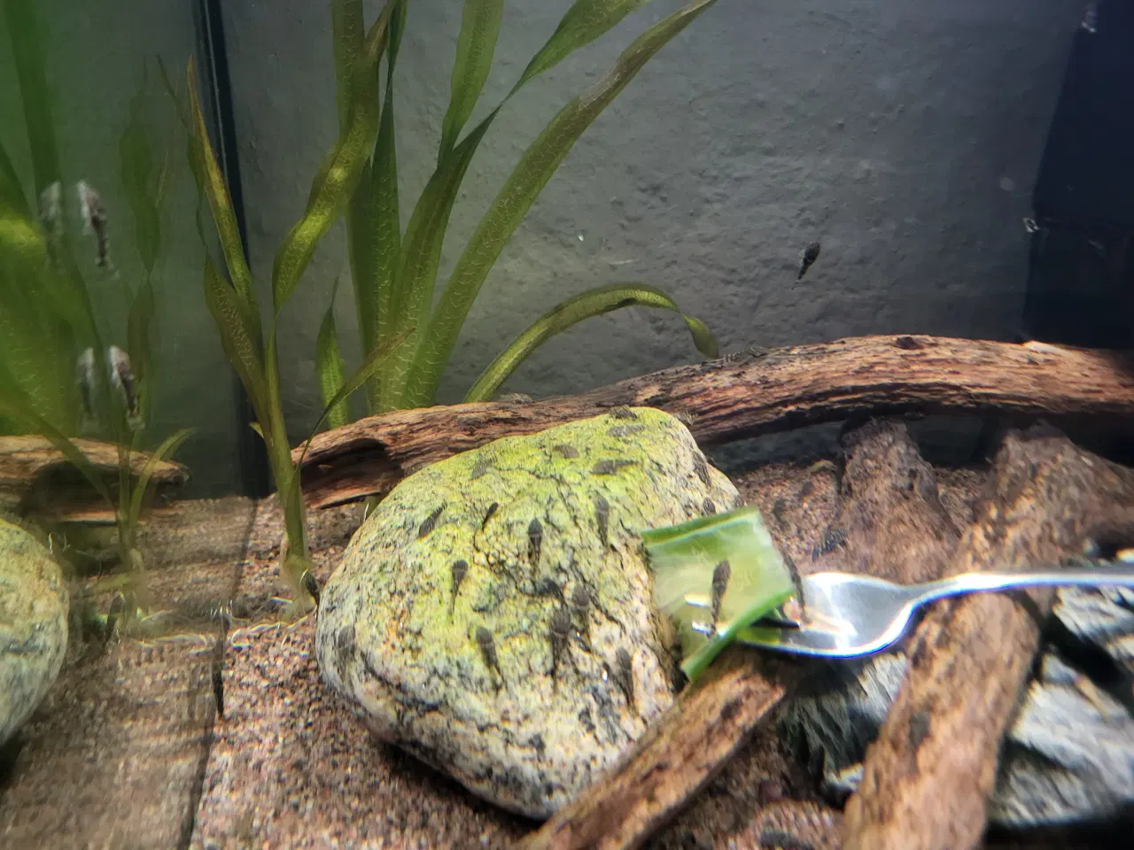 Billede 1 - Sugemaller 