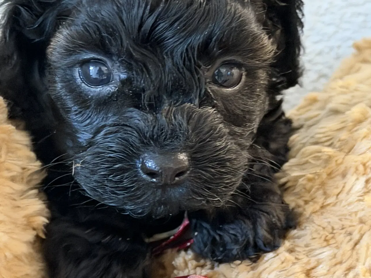 Billede 5 - Havapoo piger