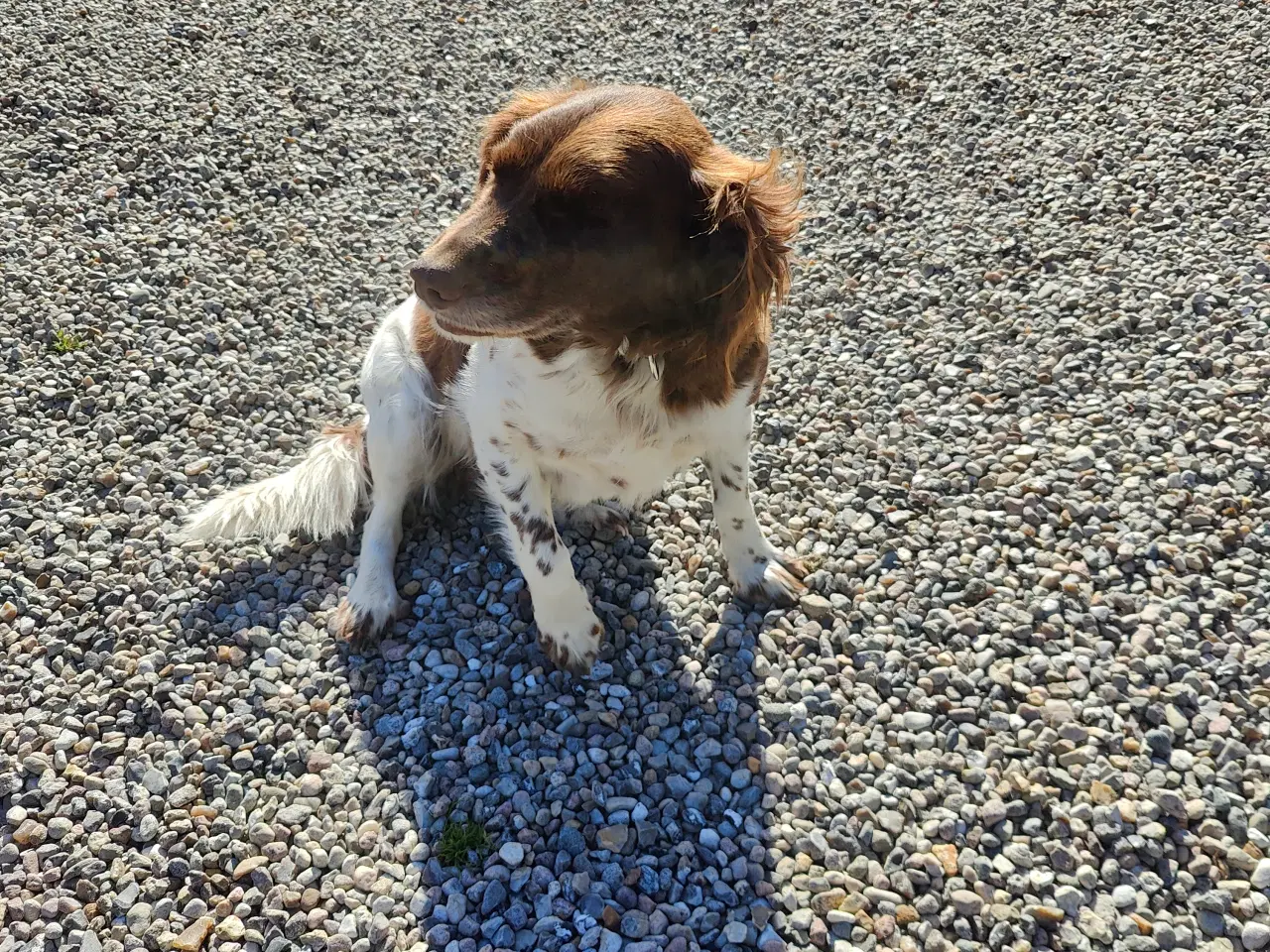 Billede 9 - Familiehunde/Jagthunde kleiner Münstländer 