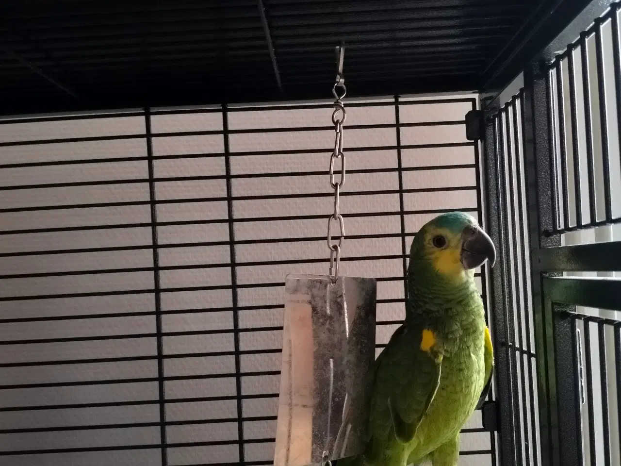 Billede 2 - Blåpandet Amazone sælges