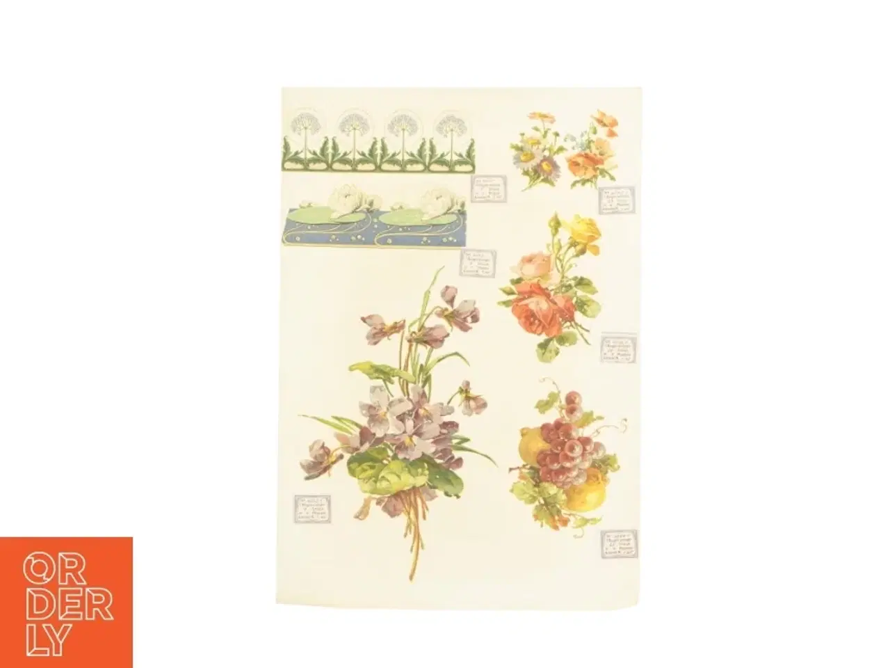 Billede 1 - Botanisk plakat (str. 41 x 28,5 cm)