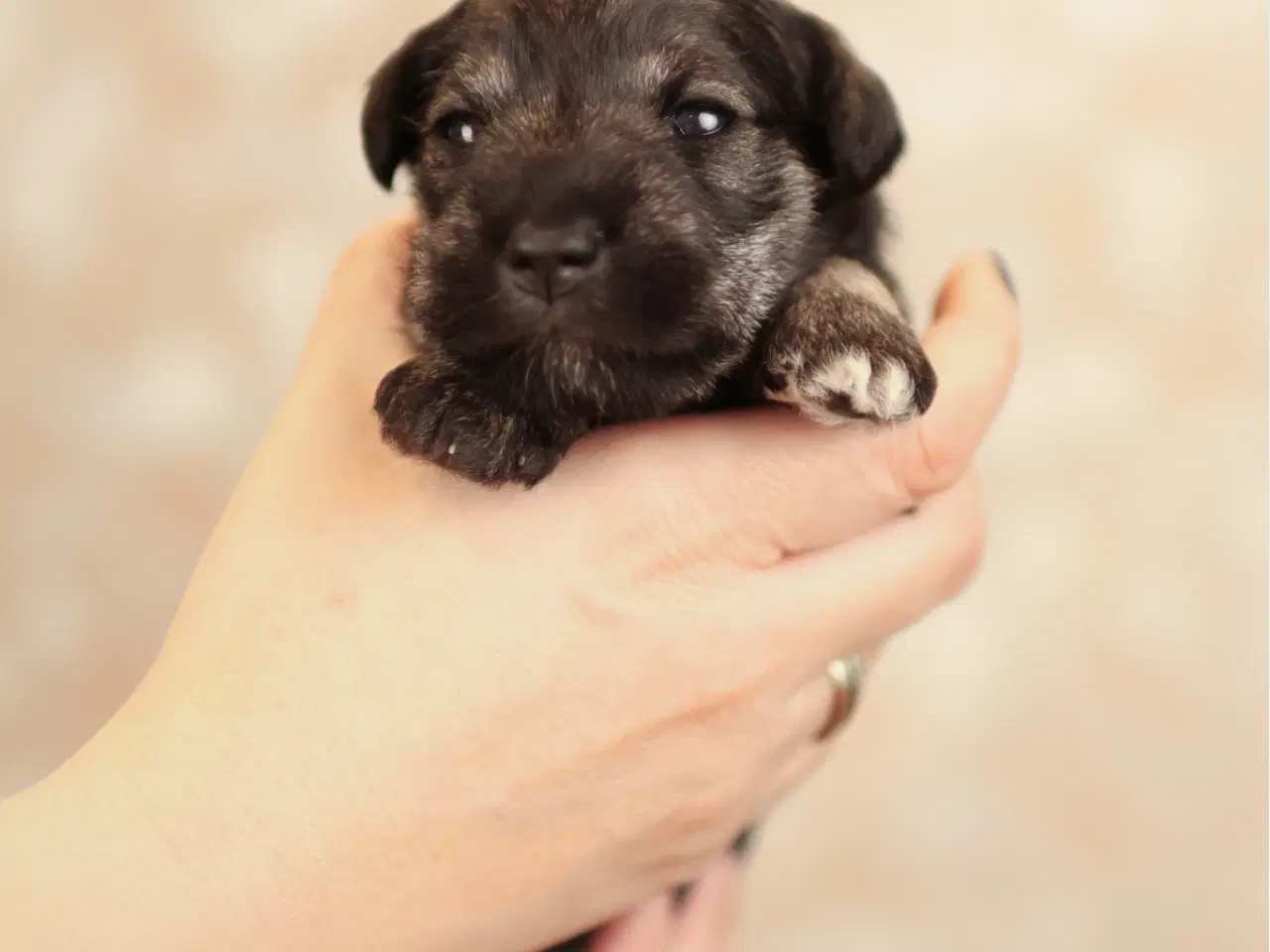 Billede 10 - Puppy Miniature Schnauzer, Dværgschnauzer FCI