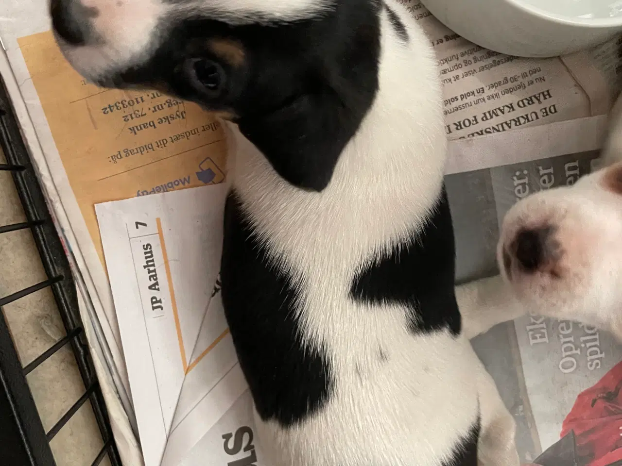 Billede 5 - Dansk/svensk Gårdhund 