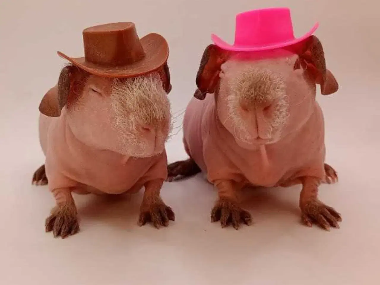 Billede 16 - DK Marinos opdræt