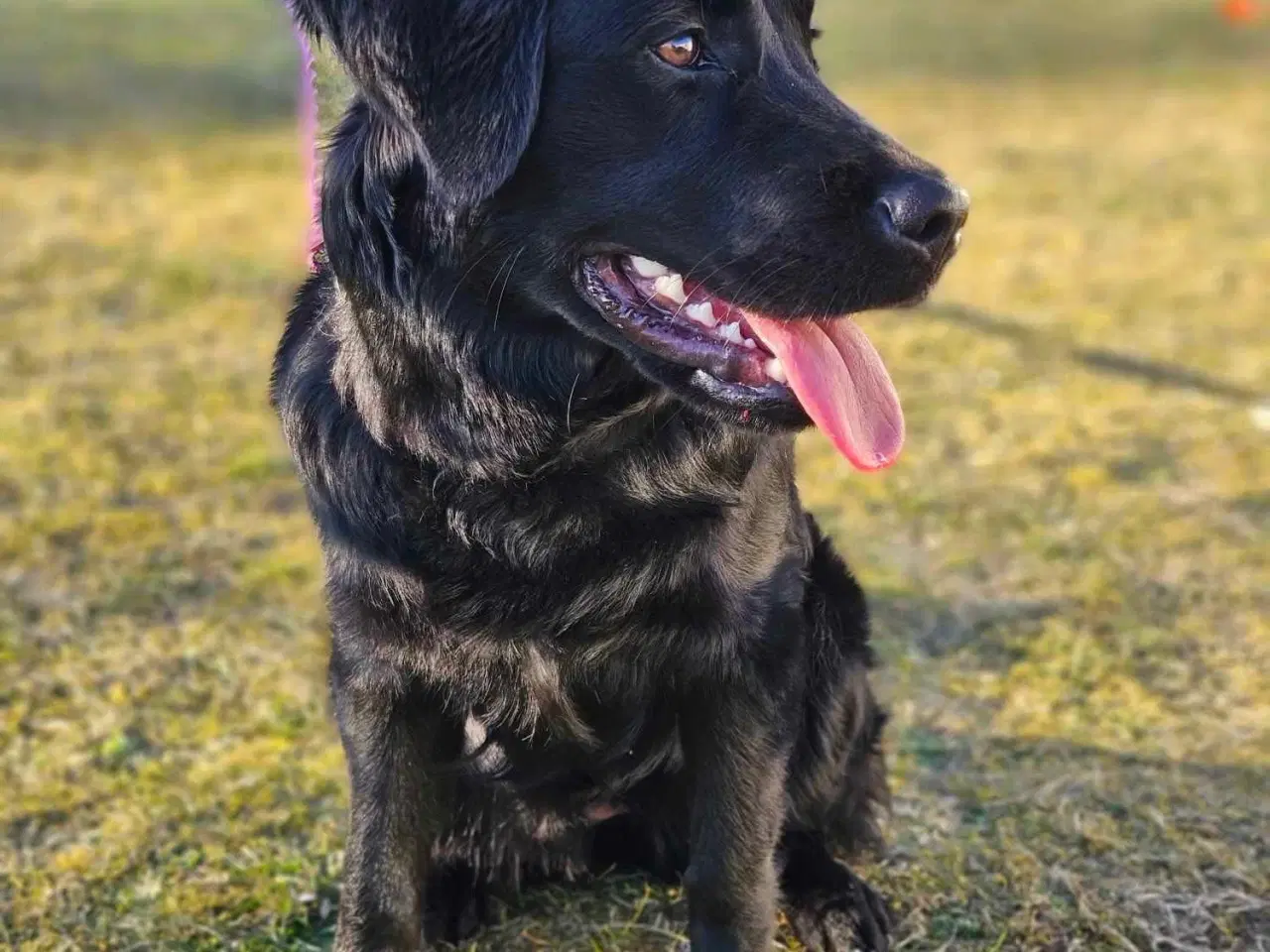 Billede 6 - Lækre familiehunde