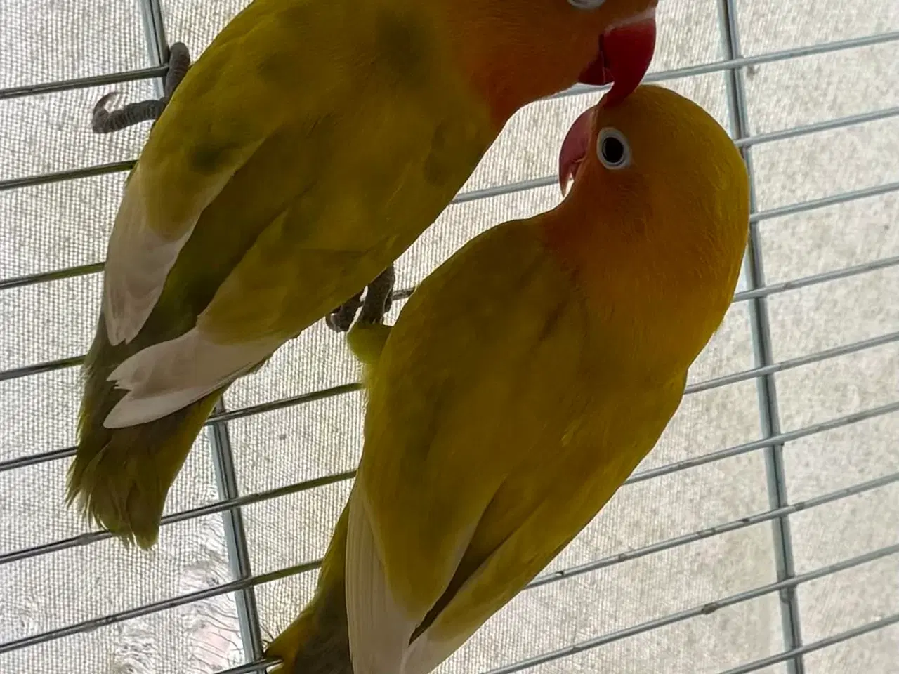 Billede 1 - Dværgpapegøje par