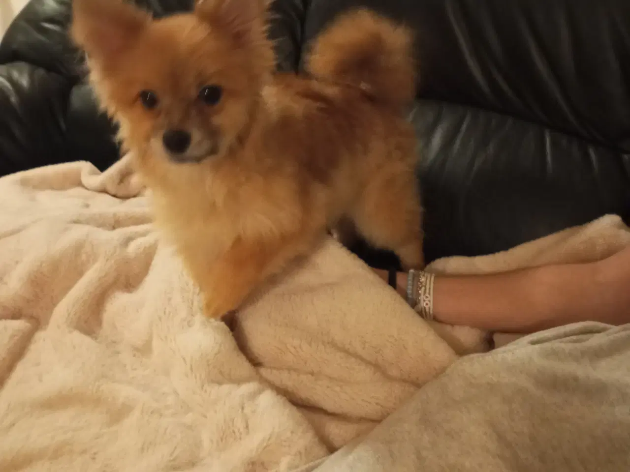 Billede 2 - Pomeranian hvalp