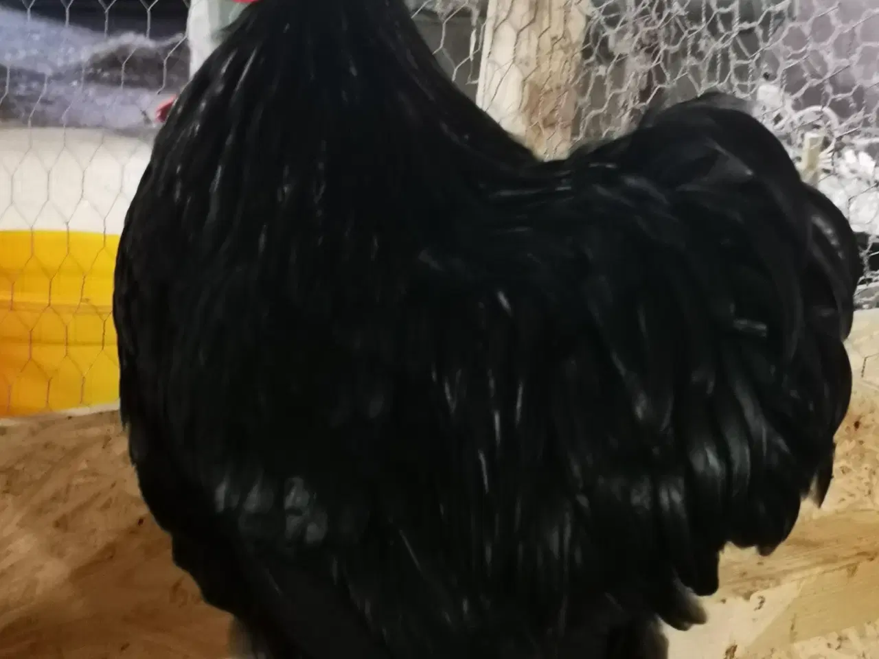 Billede 2 - Dværg kochin 