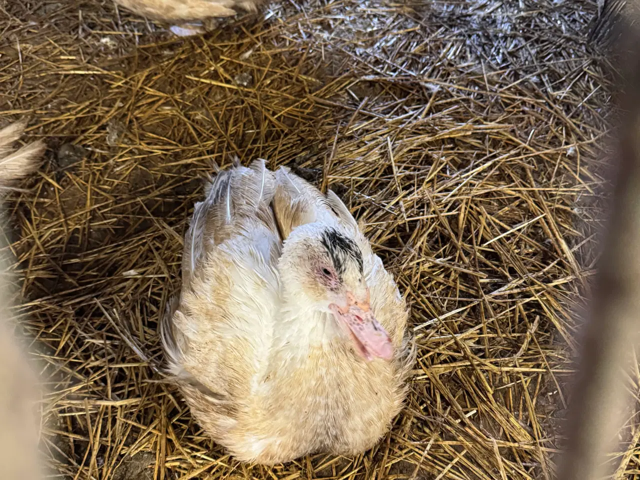 Billede 1 - Moskus ænder til haven