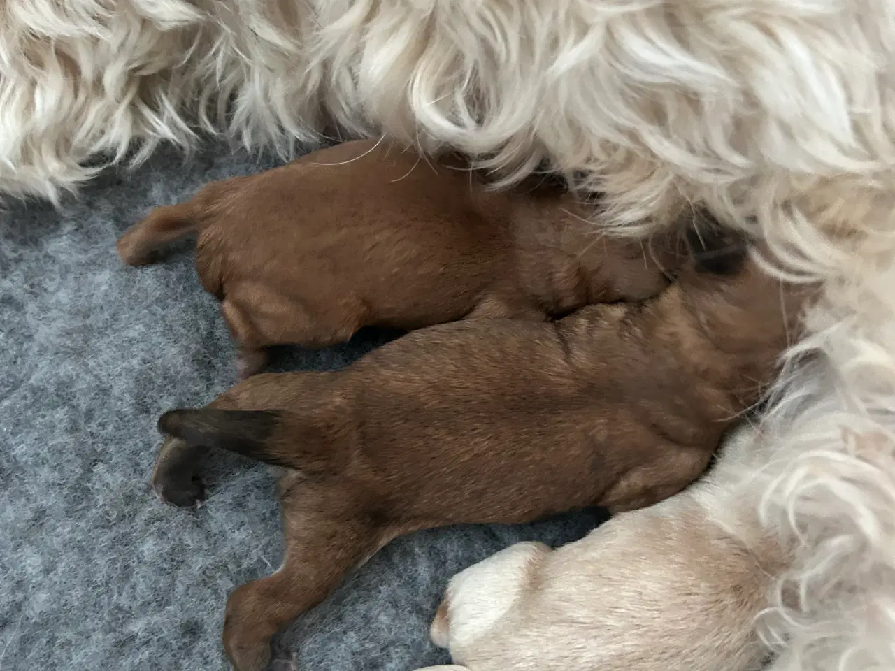 Billede 1 - Havapoo hvalpe 