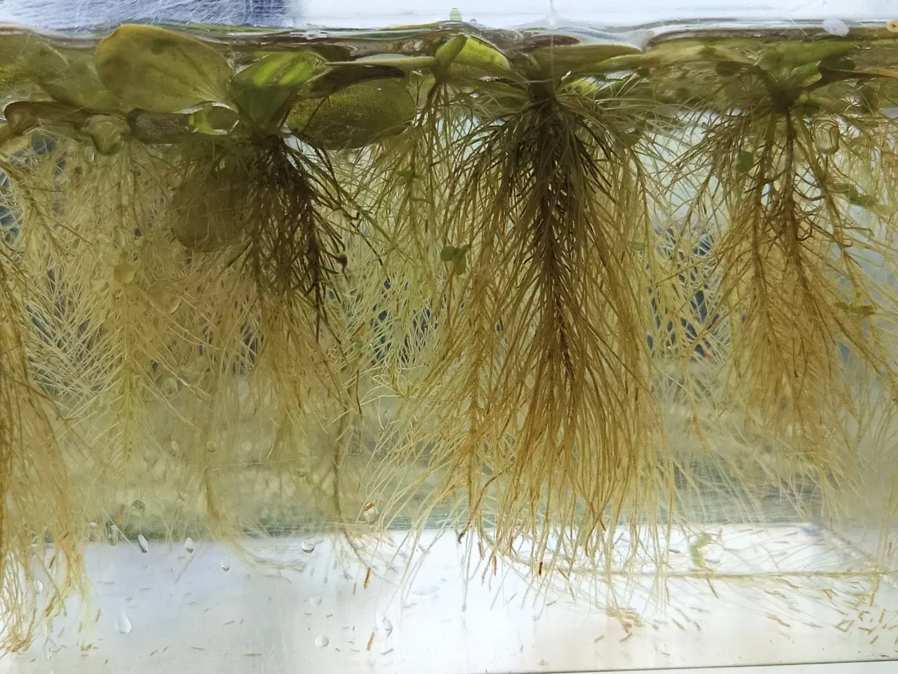 Billede 3 - Vandplanter "andemad" til akvarie