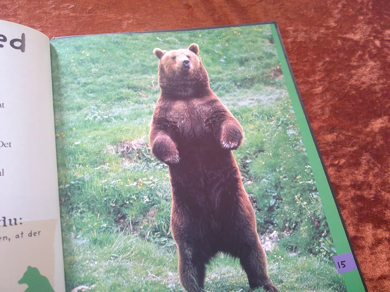 Billede 3 - Den lille bjørn, Valérie Guidoux