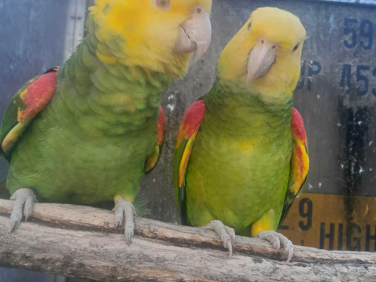 Billede 1 - Amazonas ( Oratrix Magna)