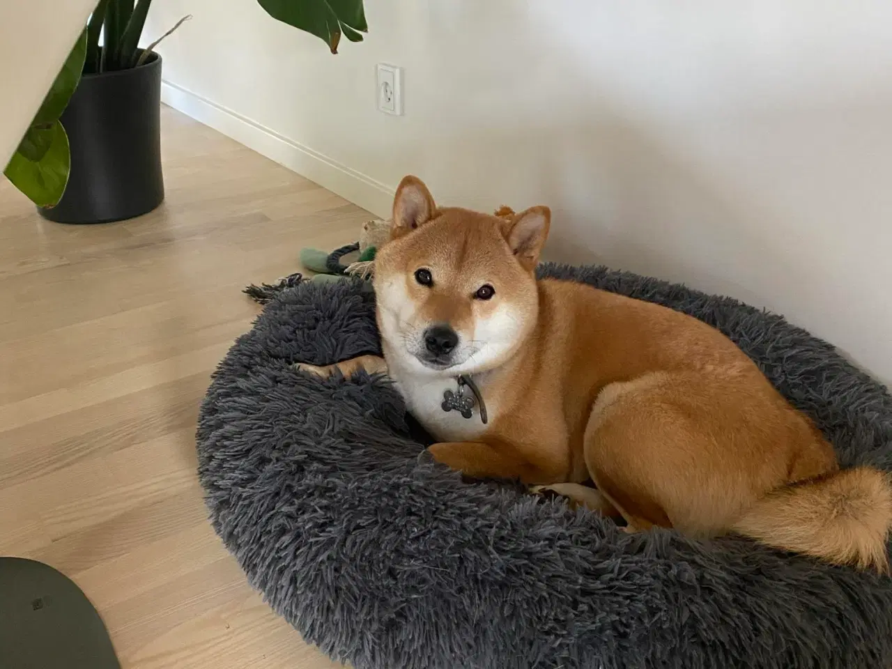 Billede 4 - Shiba Inu han på 23 mdr 