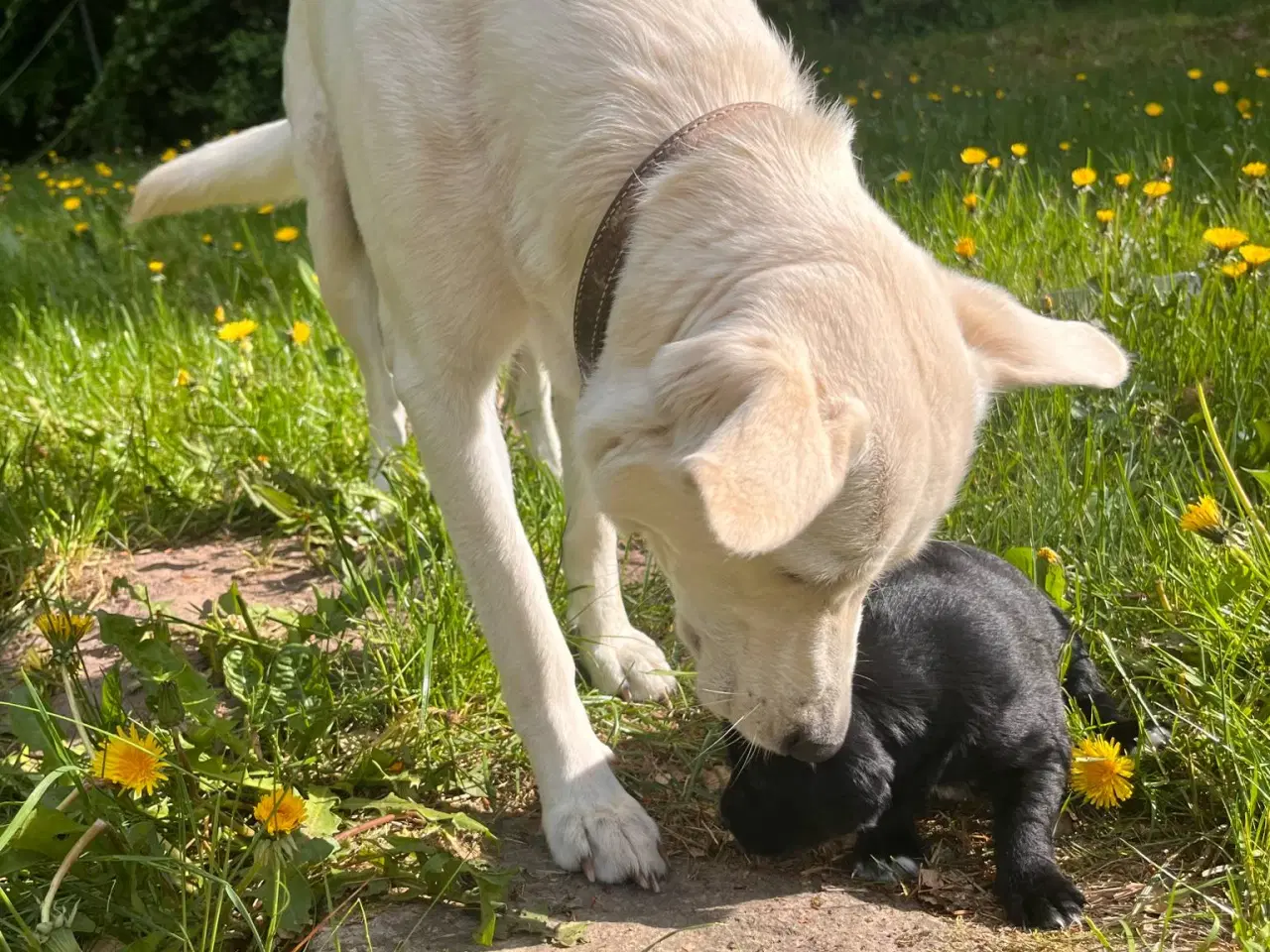 Billede 10 - Hvalpe - Labrador Retriever blanding