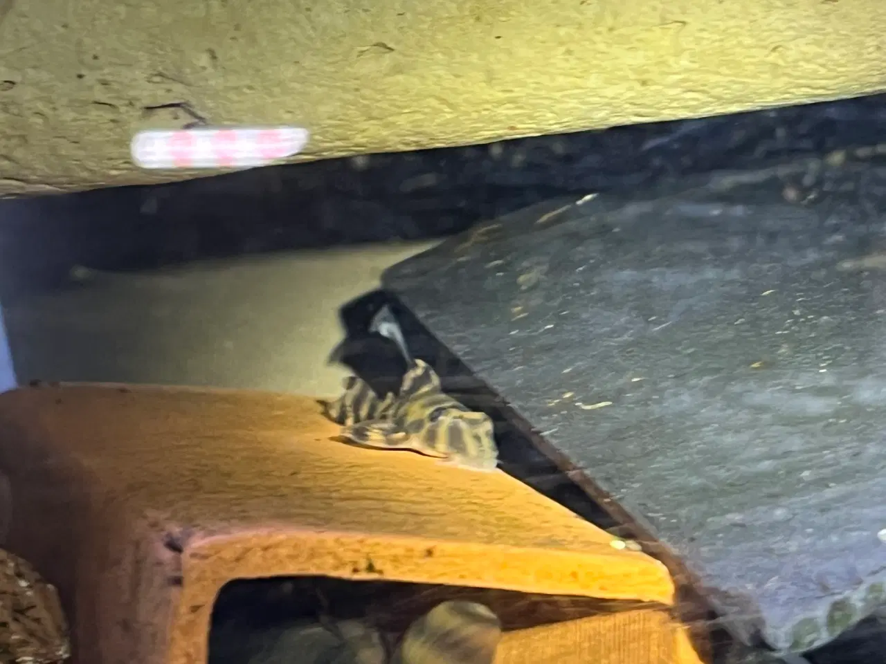 Billede 2 - L Maller 397