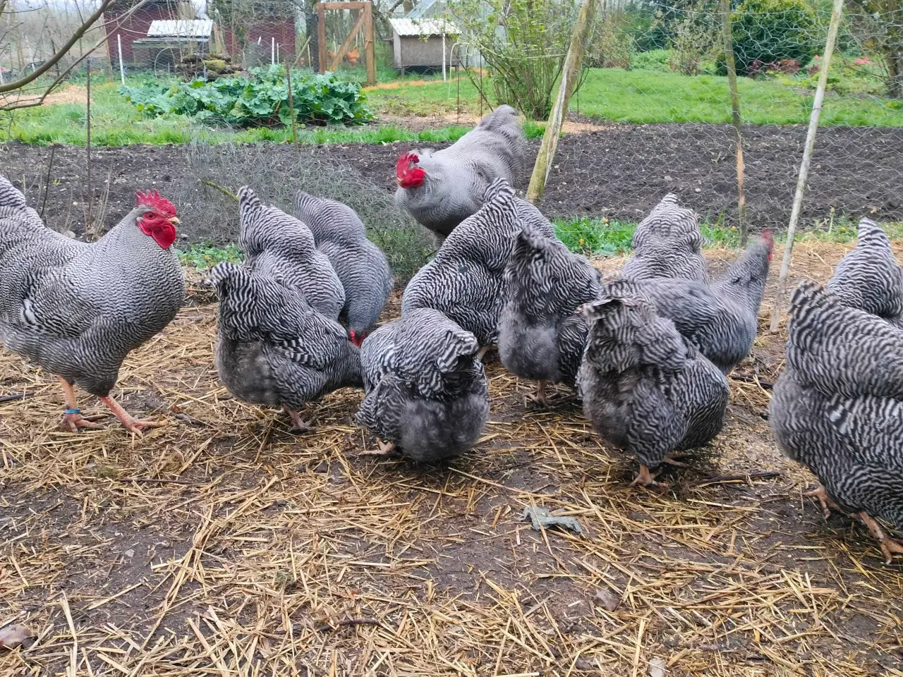 Billede 2 - Kyllinger 