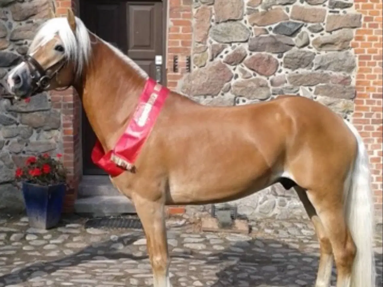 Billede 4 - Haflinger hoppeføl 