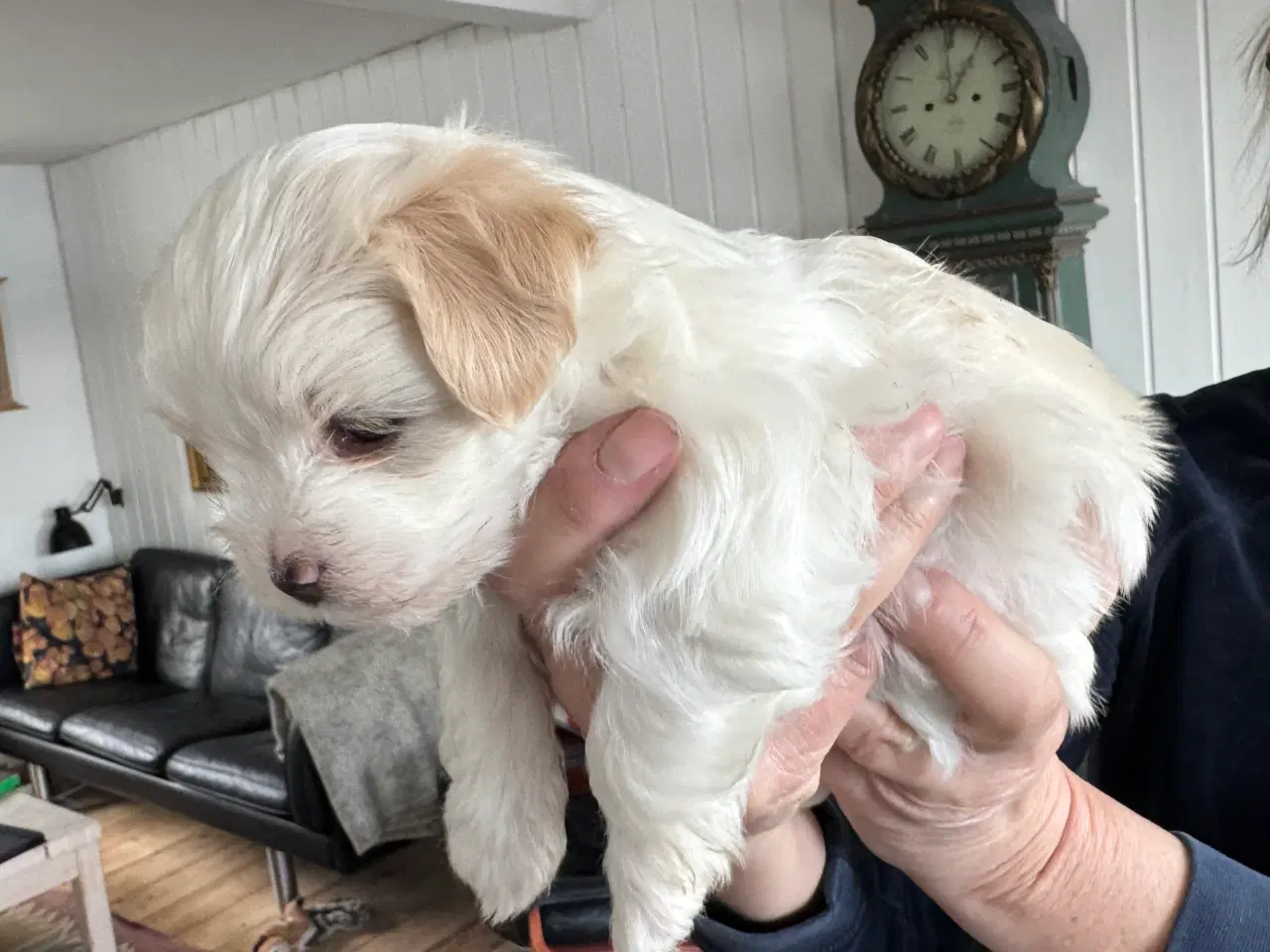 Billede 1 - 3 hanhunde 6 uger