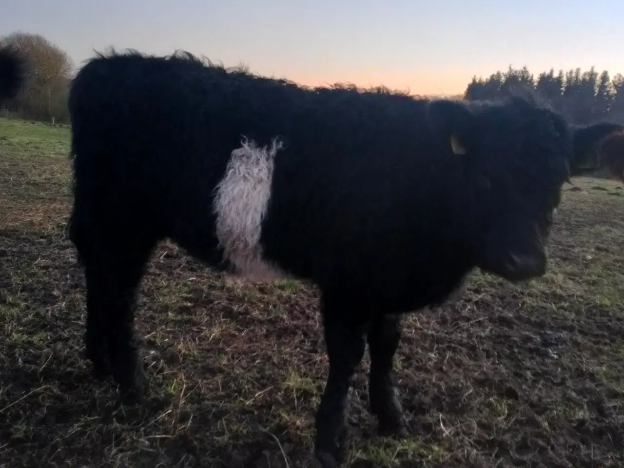 Billede 2 - Kødkvæg,s kvier 