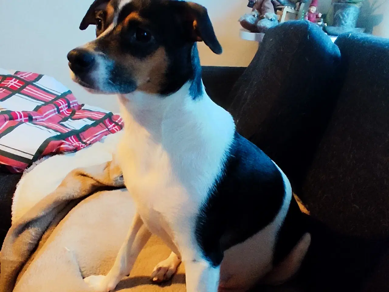 Billede 6 - Dansk svenskgårdhund