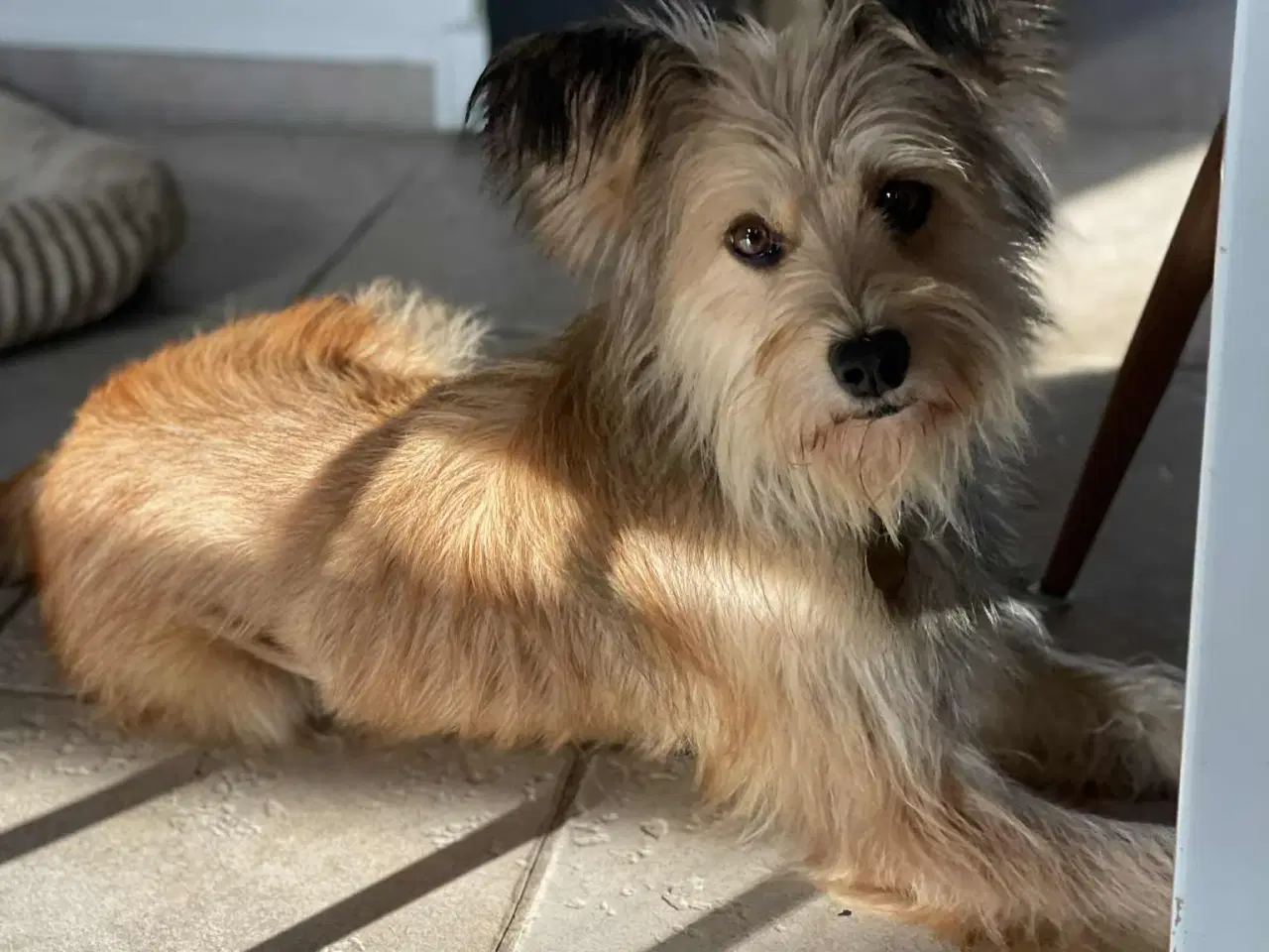 Billede 2 - Smukkeste Suzy søger familie 🩷