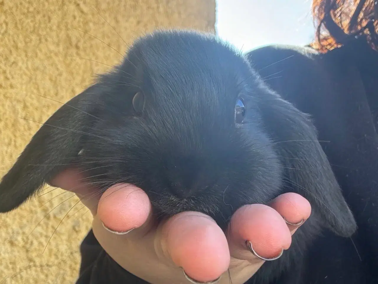 Billede 13 - Han Dværgvædder unger sælges 