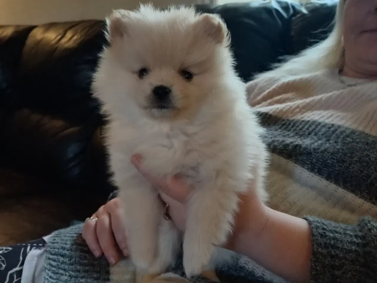 Billede 2 - Ægte Pomeranian hvalpe 2 stk