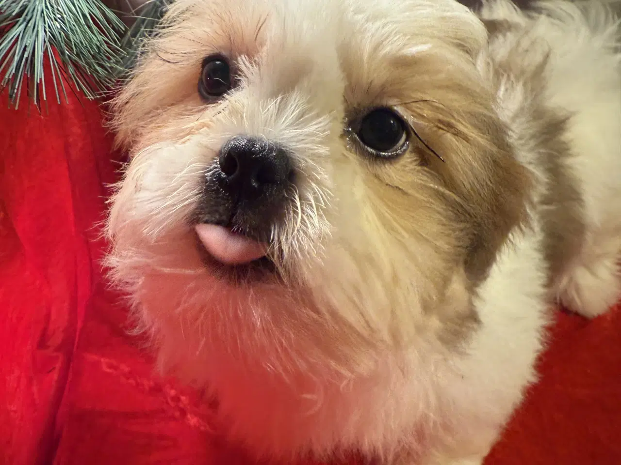 Billede 5 - Shih tzu-mor/ Coton de Tulear-far