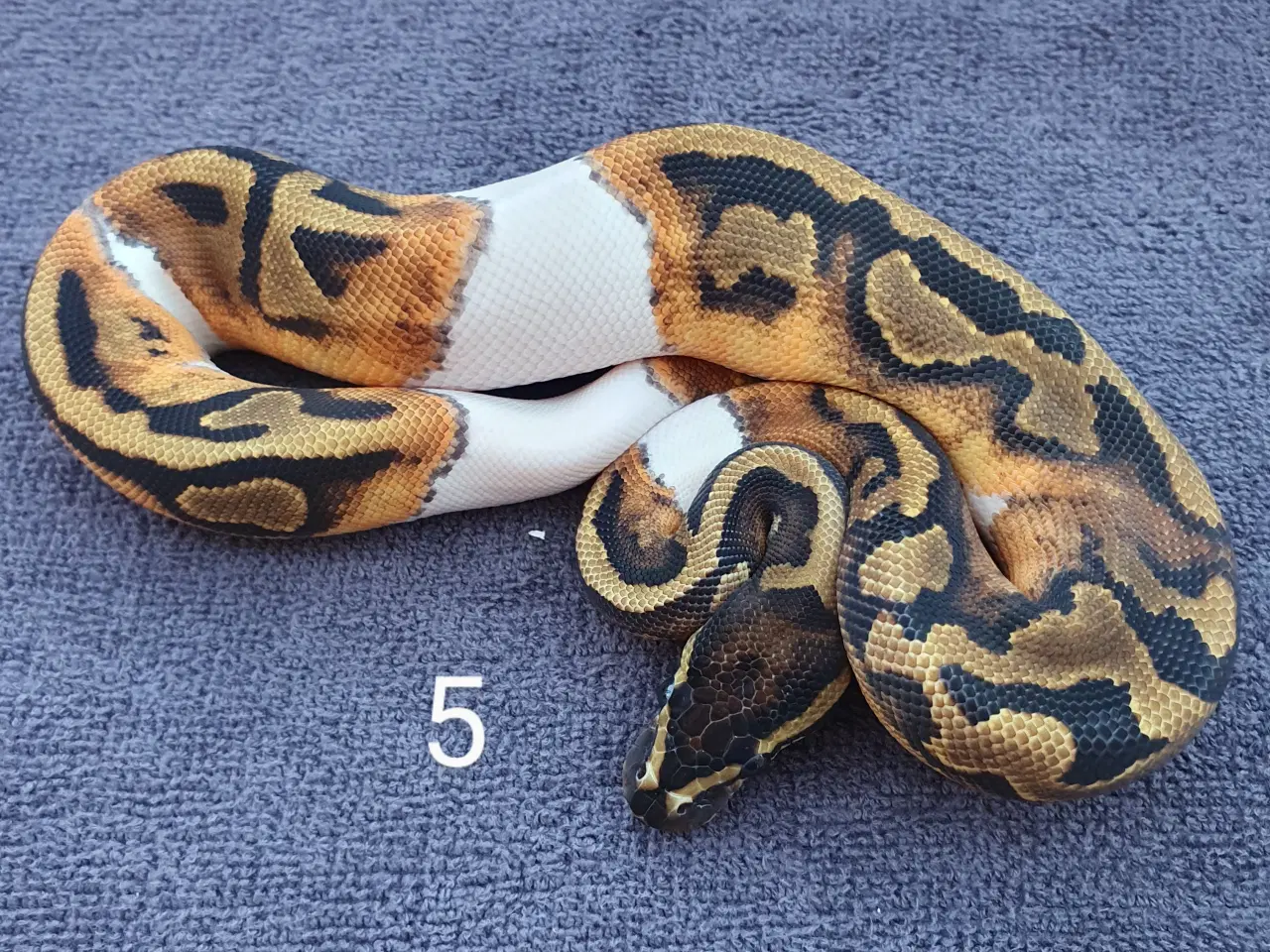 Billede 5 - Pied kongepythons og lidt mere, nye priser