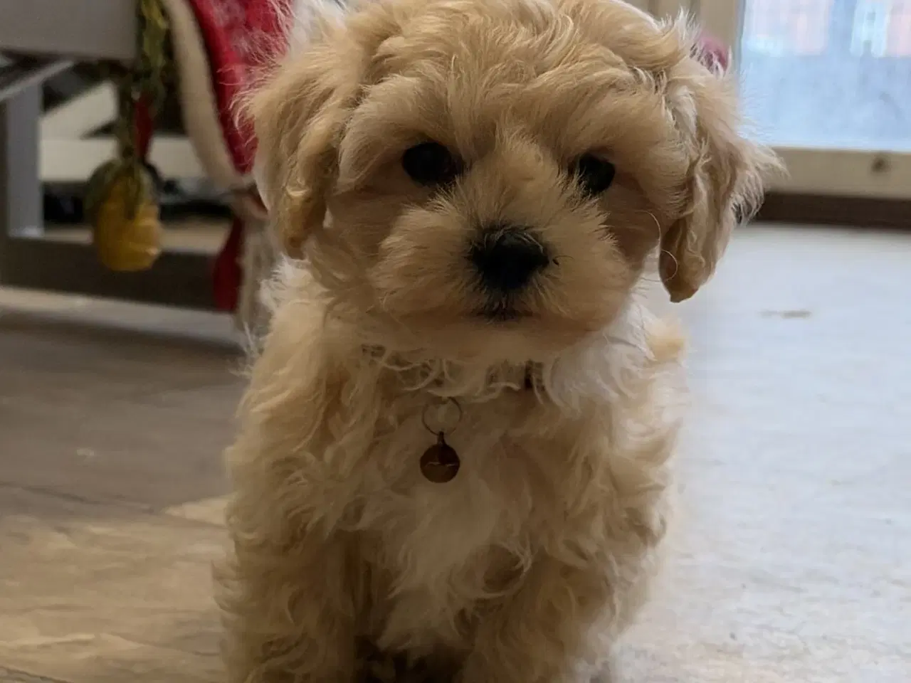 Billede 1 - 1 Mini Maltipoo dreng må rejse nu 