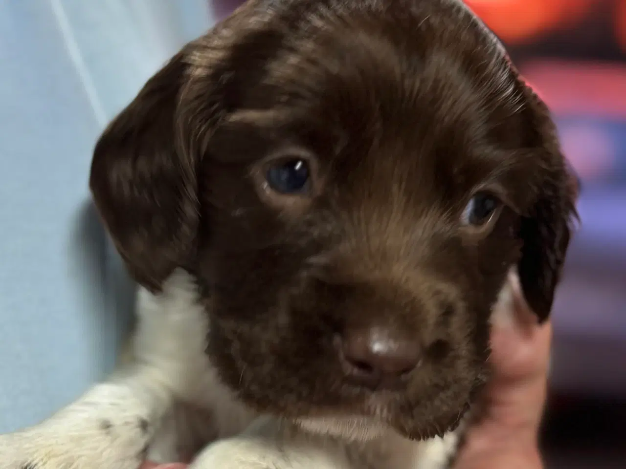 Billede 1 - Ft springer spaniel hvalpe til salg 