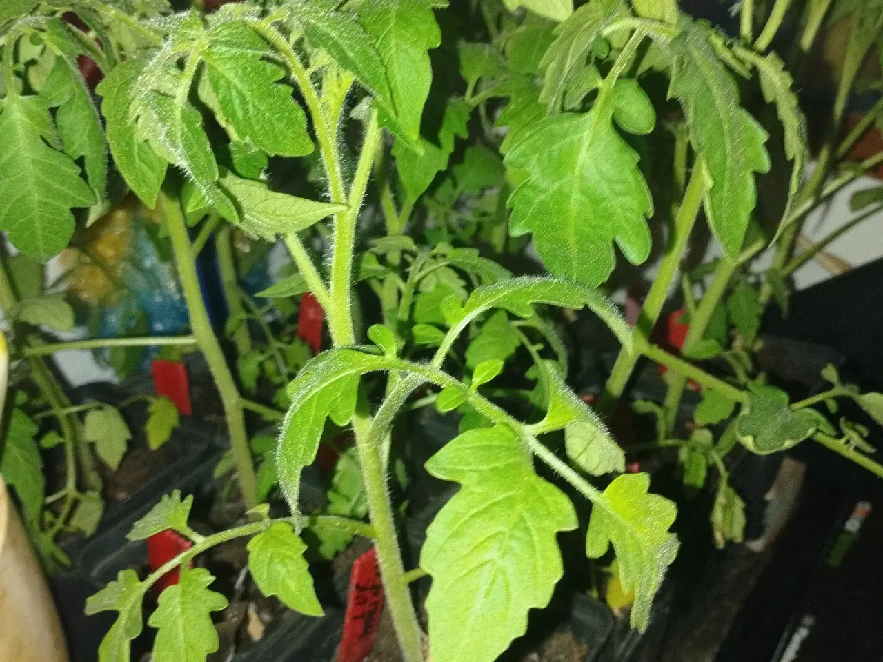 Billede 14 - Tomatplanter blandet sorter 