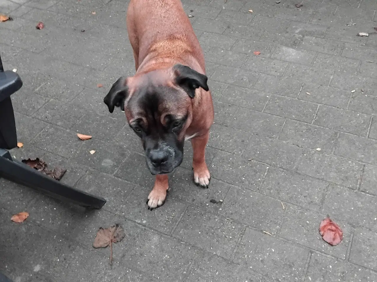 Billede 7 - tæve blanding af dogue de bordeaux / cane corso