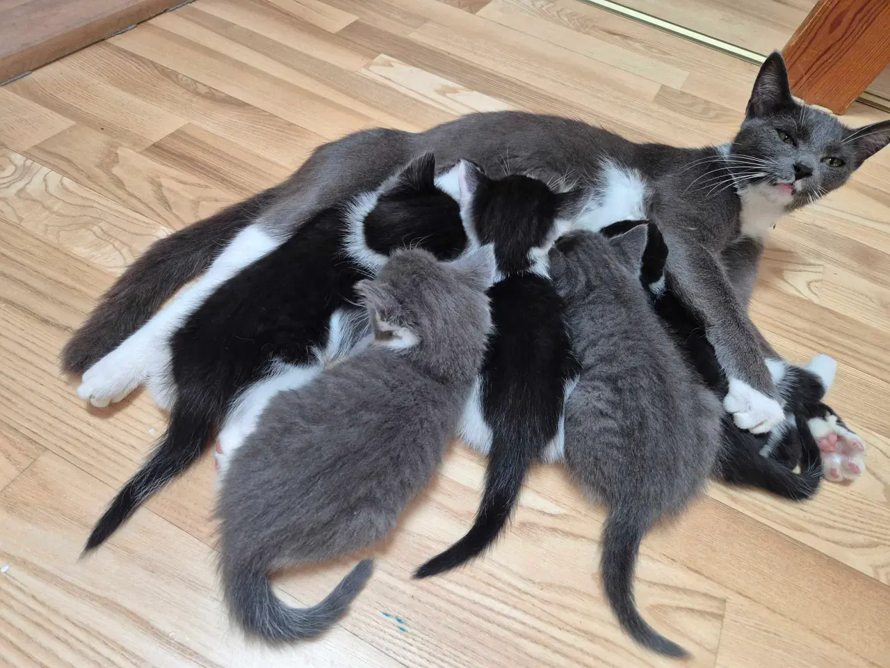 Billede 7 - Kattekilling, hun, 12 uge, sort/hvid