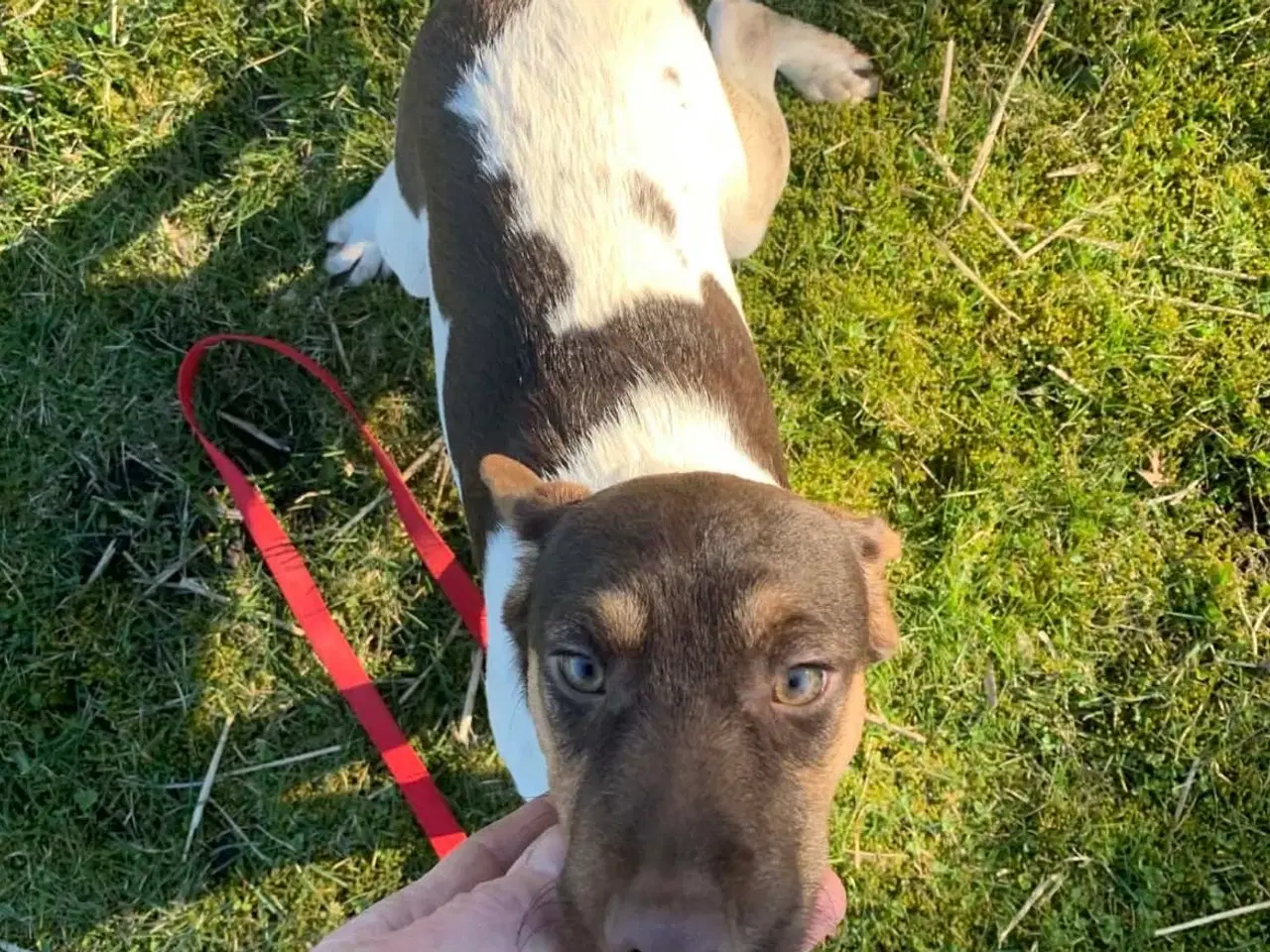 Billede 2 - Skøn han hvalp søger nyt hjem. 