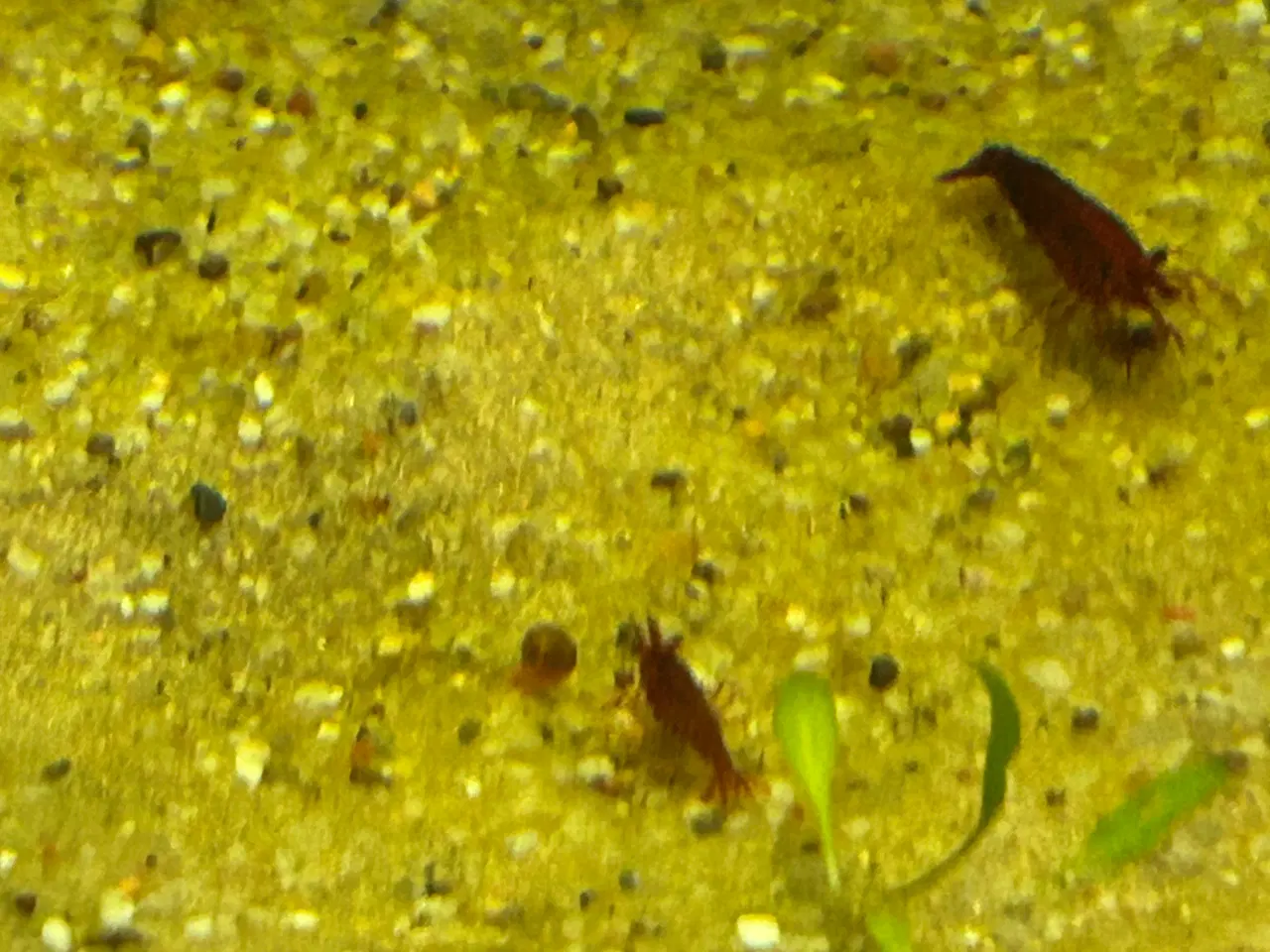 Billede 5 - 🦐🍒 Rød kirsebærreje Bloody Mary– flot rød | GLS